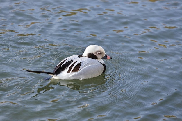 Pato de cola larga o Oldsquaw (clangula hyemalis) nadando a través de un lago