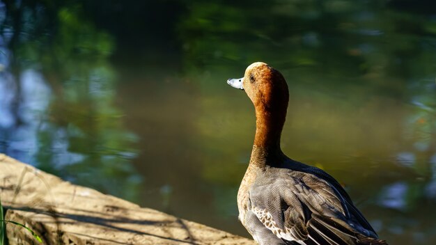 Pato de colores brillantes descansando en el lago al atardecer.