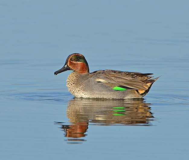 Foto pato colorido en el lago