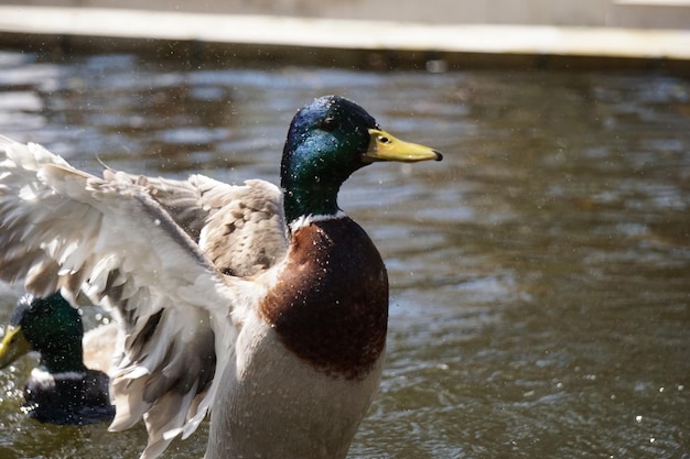 Pato com asas abertas