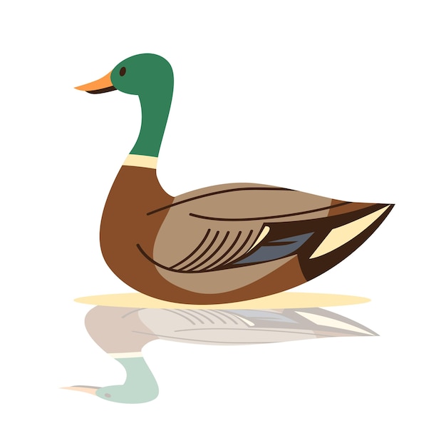Pato com cabeça verde e corpo castanho flutuando na água com design minimalista de reflexão