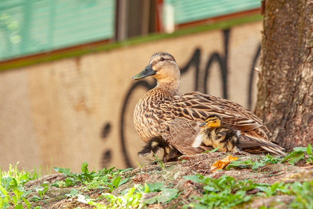 Pato com patinhos eles descansam na grama às margens de um rio