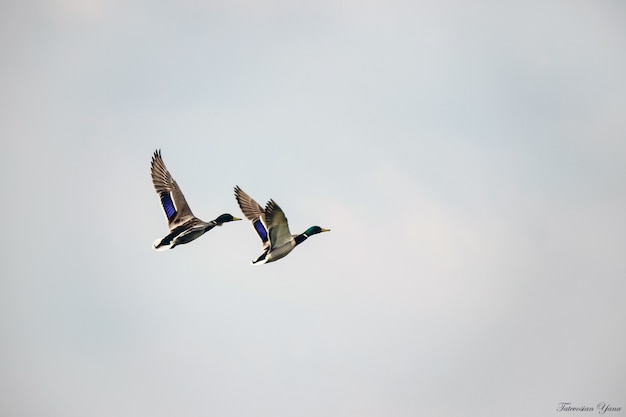 Pato com patinhos em estado selvagem. Foco seletivo.