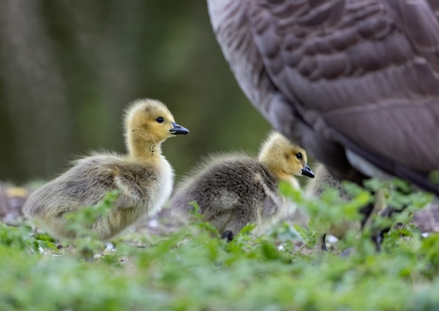 Pato com patinhos na natureza