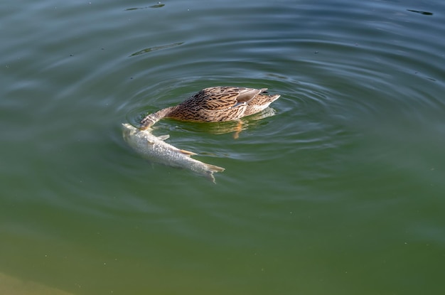El pato comiendo un pez muerto en un estanque