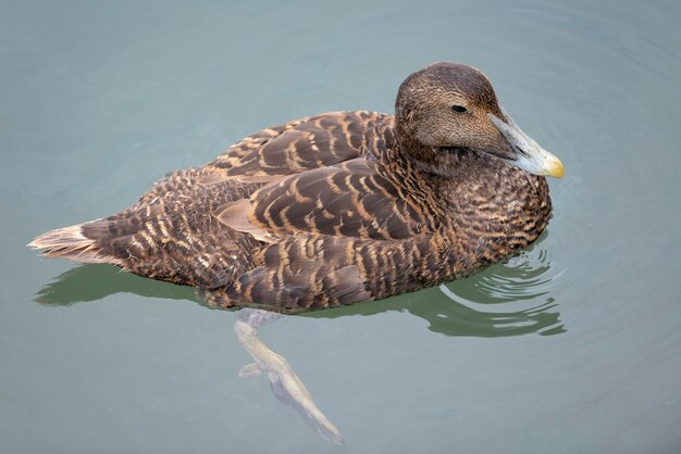 Pato comum de eider St Cuthbert ou pato de Cuddy Somateria mollissima Islândia