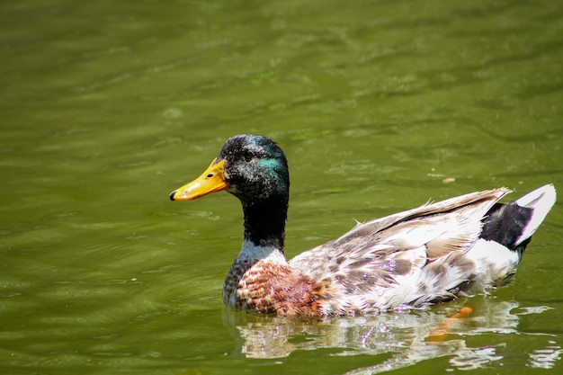 Pato comun en aguas calmadas de laguna en Centroamérica