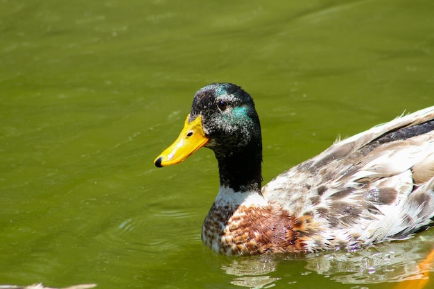 Pato comun en aguas calmadas de laguna em América Central