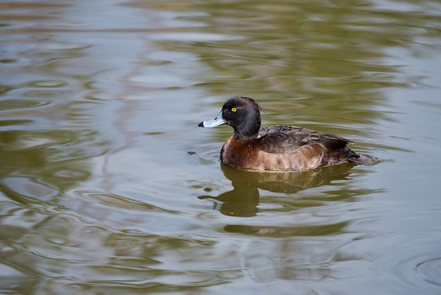 Pato copetudo (aythya fuligula)