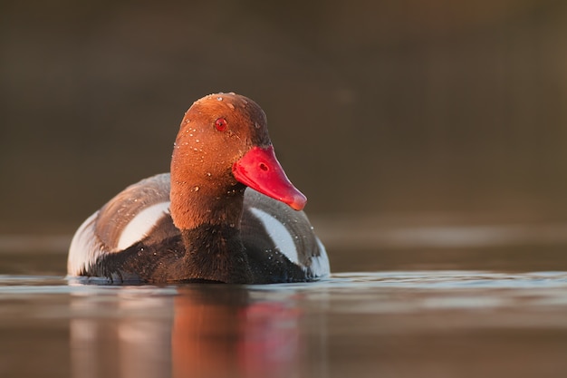 Pato de cresta roja masculina en la luz de la tarde.