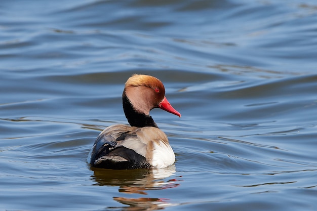 Pato de cresta roja (Netta rufina)