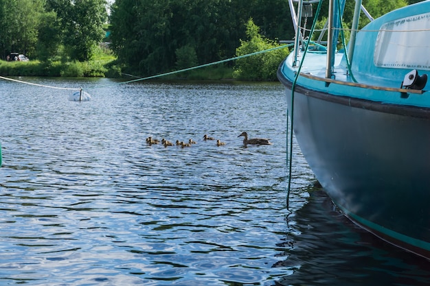 Pato con una cría de patitos nadan entre barcos amarrados en la marina