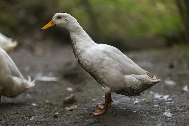 Un pato cubierto de barro en la naturaleza