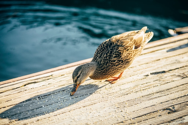 Pato curandero está comiendo en el puente de madera Lake Tahoe