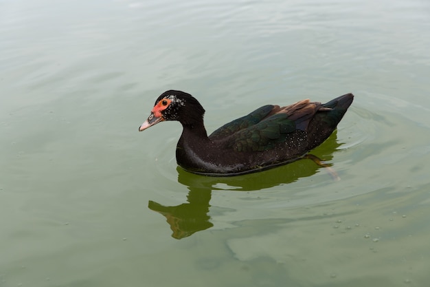 Pato-d'água preto na água