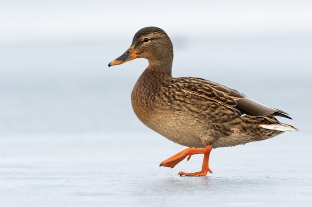 Pato dabbling fêmea que anda no inverno do gelo com uma perna no ar.