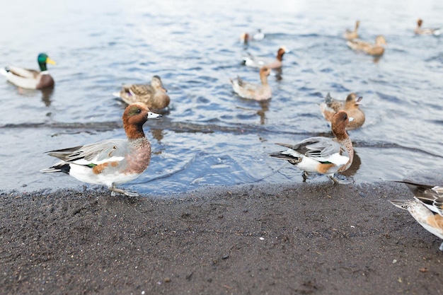 pato de alimentação