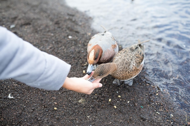 pato de alimentação