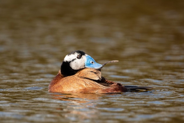 Pato de cabeça branca macho Oxyura leucocephala Málaga Espanha