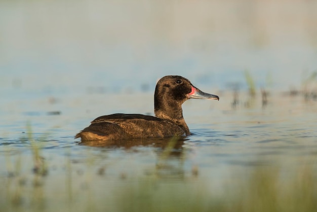 Pato de cabeça pretaLa Pampa Província Patagônia Argentina