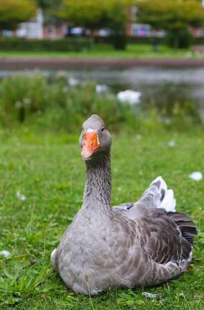 Pato de cor cinza deitado na grama ao fundo um lago fora de foco