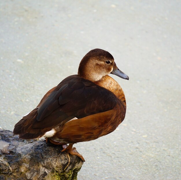 pato de ganso na água