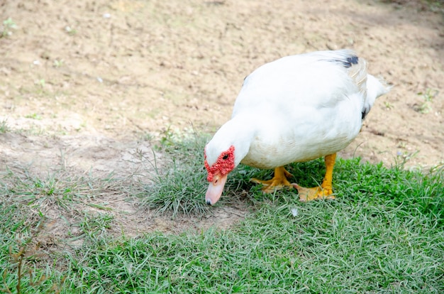 Pato de moscou branca andando no chão