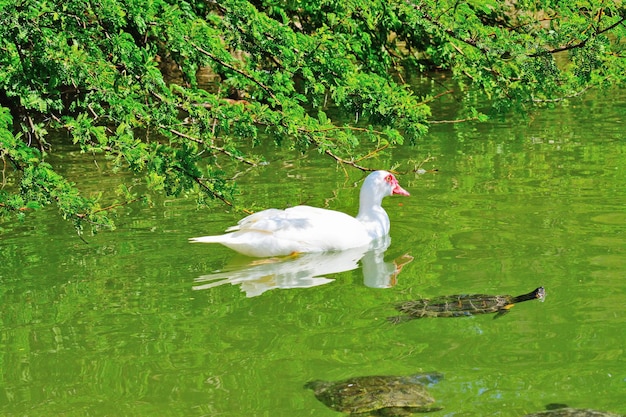 Pato de Muscovy e tartarugas em uma lagoa verde