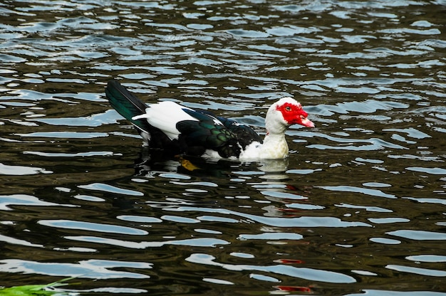 Pato de Muscovy nadando em um lago de água preta