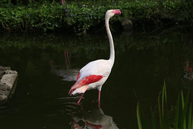 Foto pato de pé num lago