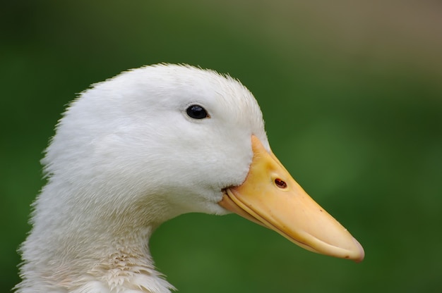 Pato de perto em um fundo de grama verde