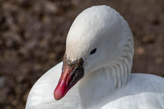 Foto pato de perto.