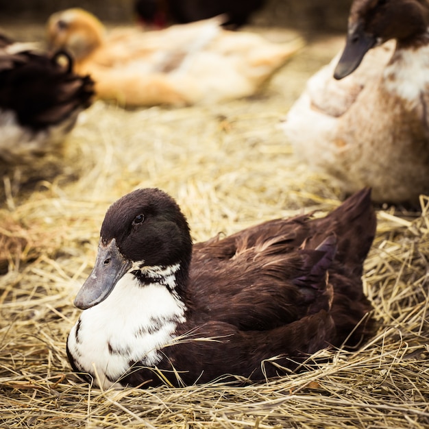 Pato doméstico acostado en el heno