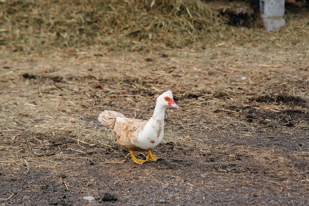 Pato doméstico em uma granja em um dia de verão. Agricultura. Indústria agrícola.