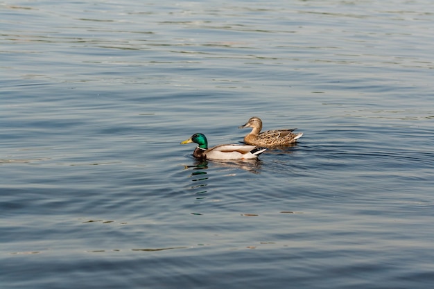 Pato y draco flotan en el agua