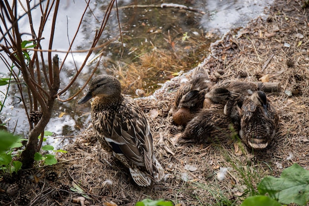 Pato e patinhos estão sentados na margem do lago