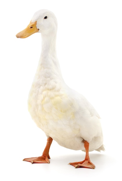 Pato em branco