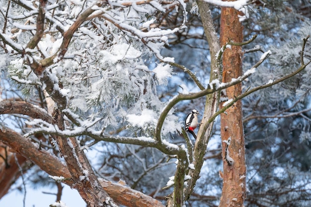 Foto pato em pinheiro coberto de neve e geada depois de uma nevasca