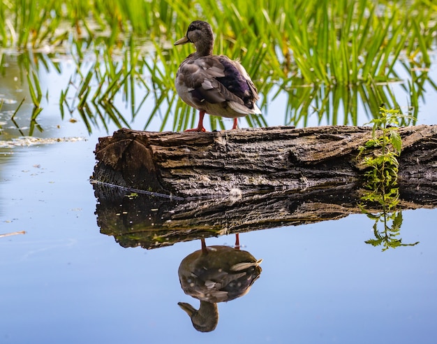 Pato em um pedaço de madeira no lago com reflexos na água