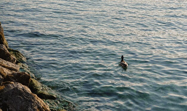 Pato em uma água ao pôr do sol Foto de alta qualidade