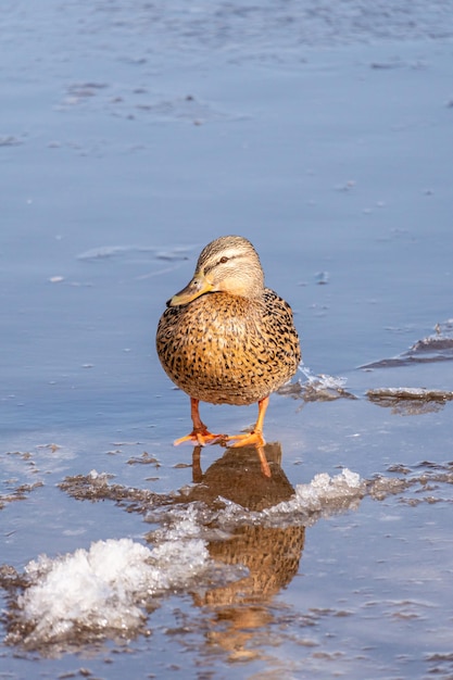 Un pato se encuentra en un estanque congelado en invierno