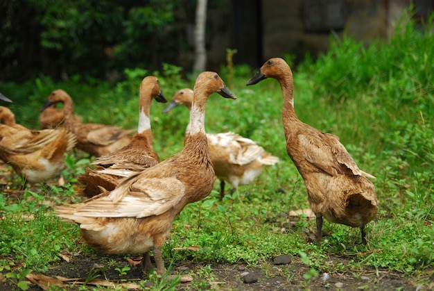 pato está à procura de comida no jardim