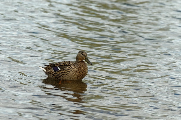 Un pato está en el agua.