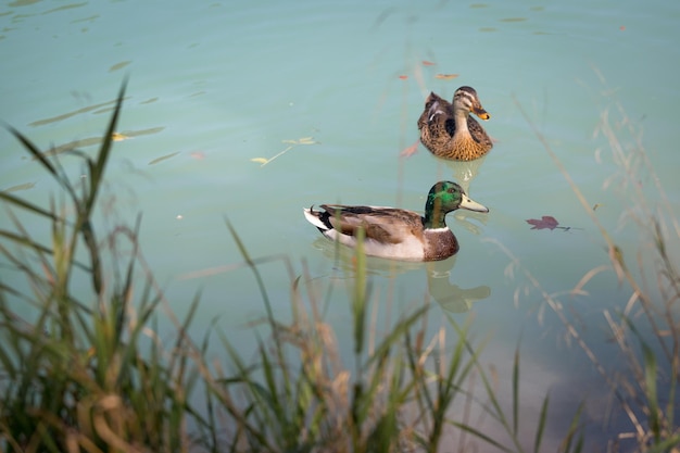 El pato está nadando en el agua azul de un río y en un bosquecillo borroso