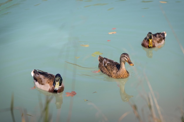 El pato está nadando en el agua azul de un río y en un bosquecillo borroso