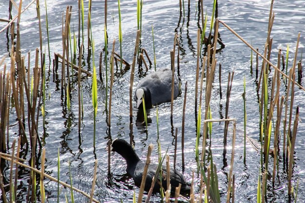 Un pato está nadando en el agua.