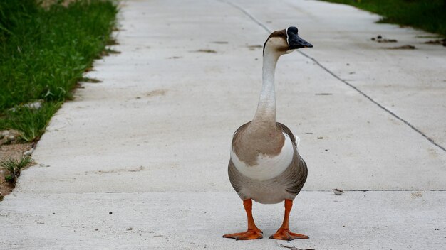 Un pato está parado en una acera frente a una acera.