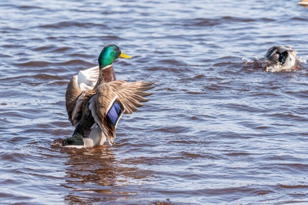 Un pato está parado en el agua y agita sus alas.