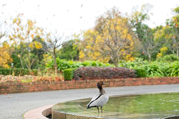 Un pato está parado en una fuente frente a un árbol con hojas amarillas.