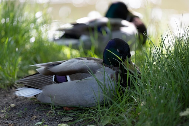 Un pato está tirado en la hierba con la cabeza girada hacia la izquierda.